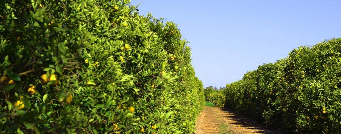 Menegazzo Farm - Hanwood Citrus